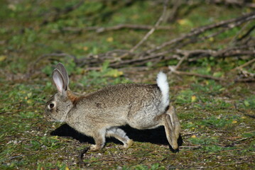 Wild rabbit escaping from the target