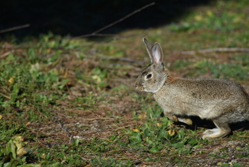 Wild rabbit escaping from the target