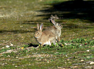 Naklejka na ściany i meble A pair of wild rabbits warming themselves under a winter sun