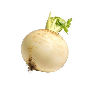 recommend clip art: Turnip clip art