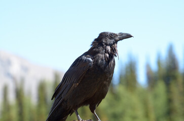 Raven at Sunshine Valley Banff