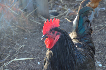 Rooster at  petting zoo