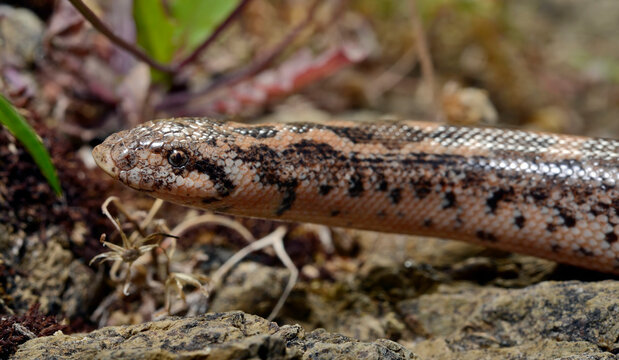 Westliche Sandboa // Javelin sand boa (Eryx jaculus turcicus) - Dalyan, T&uuml;rkei