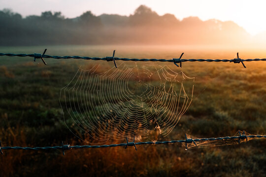 A sipider web / cobweb in between two barbed wire countryside fences on a farm, overlooking a dewy sunrise / sunset field with warm tones and beautiful agricultural fields, lined with trees and mist - Powered by Adobe
