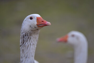 close-up images of domestic geese raised in the garden