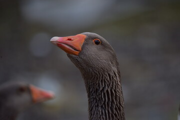 close-up images of domestic geese raised in the garden