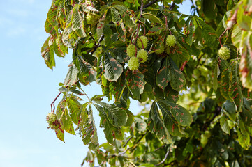Abstract image of ripe chestnut in autumn park. Horse-chestnuts on conker tree branch - Aesculus...