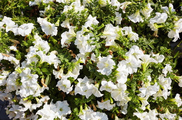 Petunia, White Petunias in the pot. Lush blooming colorful common garden petunias in city park. Family name Solanaceae, Scientific name Petunia