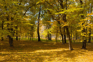 Autumn park lit by the rays of the sun.