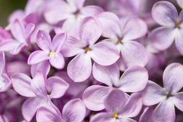 lilac flowers in spring, close-up
