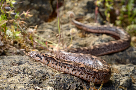 Javelin sand boa // Westliche Sandboa (Eryx jaculus turcicus) - Dalyan, Turkey