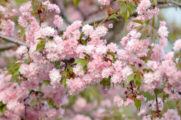 sakura flowers on a spring day