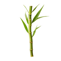 Fototapeta premium Bamboo stems isolated transparent, Generative AI