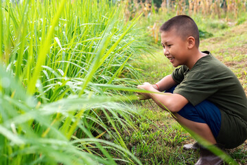 Happy boy is smiling relaxing in nature while surveying  in green rice field in the morning, environmental conservation and sustainability concepts.