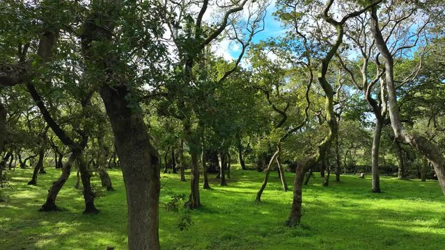 Footage of verdant Forest Ground with Dense Trees in Carballeira Municipal de Baio Hike area, Spain