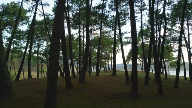Footage through Tall Trees in Coastal Woodland in Ponteceso, A Coruna, Spain