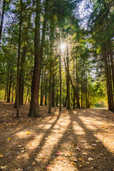 Obraz premium The deep green forest in all its beauty, the sunlight within