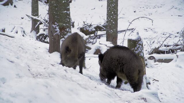 Two wild boars, Sus scrofa, in winter, looking for food in the snow. A wild boar digs snow with its snout. On a deep snow, cold winter morning, wild animals footage. High quality 4k footage