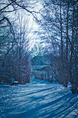 Frostiger Wald im Winter