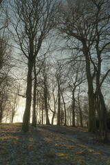 Fototapeta premium Trees in Queen's park, Glasgow