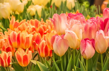Bright orange and pale pink tulips
