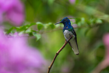 Fototapeta premium Beautiful White-necked Jacobin hummingbird, Florisuga mellivora, hovering in the air with green and yellow background. Best humminbird of Ecuador.