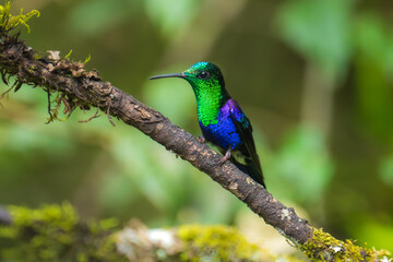 Green Crowned Woodnymph - Thalurania colombica hummingbird family Trochilidae, found in Belize and Guatemala to Peru, blue and green shiny bird flying on the colorful flowers background.