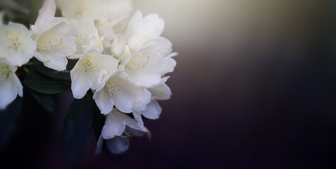 Biały rododendron, puste miejsce na tekst, życzenia - obrazy, fototapety, plakaty