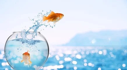 Fotobehang Goldfish leaps out of the aquarium to throw itself into the sea © alphaspirit