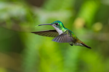  The Andean emerald (Uranomitra franciae), hummingbird, green and white bird found at forest edge, woodland, gardens and scrub in the Andes of Colombia, Ecuador.