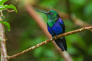 Green Crowned Woodnymph - Thalurania colombica hummingbird family Trochilidae, found in Belize and Guatemala to Peru, blue and green shiny bird flying on the colorful flowers background.