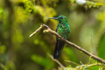 Best hummingbird in Ecuador, Costa Rica. Wildlife scene from nature. Birdwatching in South America, Trinidad, Tobago, Panama.