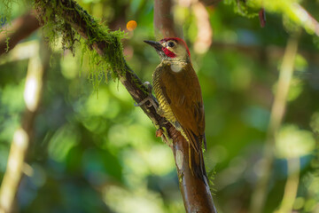 Golden-olive Woodpecker – Colaptes rubiginosus in Ecuador forest
