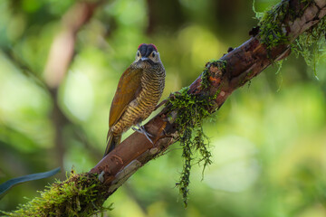 Golden-olive Woodpecker – Colaptes rubiginosus in Ecuador forest
