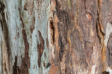 bark of a tree close up
