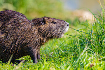 Portrait of nutria in grass