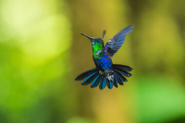 Obraz premium Green Crowned Woodnymph - Thalurania colombica hummingbird family Trochilidae, found in Belize and Guatemala to Peru, blue and green shiny bird flying on the colorful flowers background.
