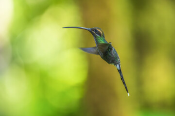 Beautiful White-whiskered Hermit,  Phaethornis yaruqui hummingbird,  hovering in the air with green...