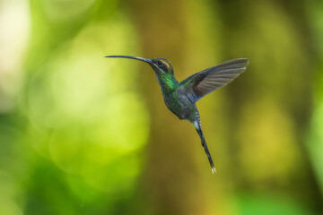 Beautiful White-whiskered Hermit,  Phaethornis yaruqui hummingbird,  hovering in the air with green and yellow background. Best humminbird of Ecuador. 4K resolution