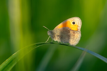 Butterfly Coenonympha pamphilus sitting on a blade of grass in tall grass.