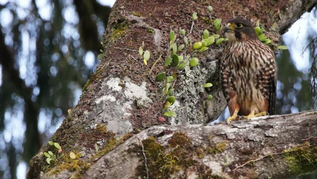 New Zealand falcon perched in a rimu tree