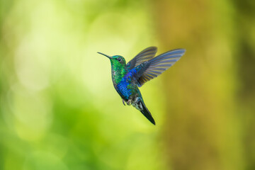 Green Crowned Woodnymph - Thalurania colombica hummingbird family Trochilidae, found in Belize and Guatemala to Peru, blue and green shiny bird flying on the colorful flowers background.