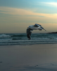 seagull in flight