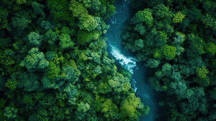  an aerial view of a river in the middle of a forest with a blue river running through the center of the forest, surrounded by lush green, leafy trees.
