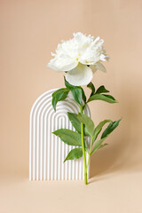 white peony