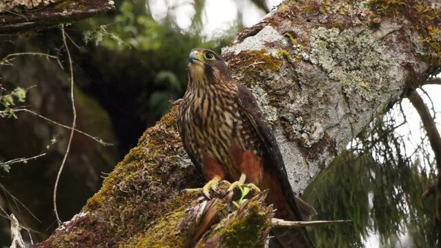 New Zealand falcon in a rimu tree