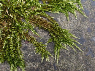 A feather moss (Homalothecium) growing on a stone wall