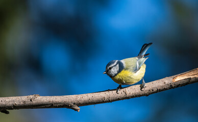 Blue tit, Parus caeruleus, single bird on branch with bokeh background, blue background