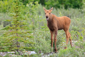 Alaska moose, Alces alces gigas, Miller Creek, Alaska, USA,