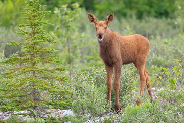 Alaska moose, Alces alces gigas, Miller Creek, Alaska, USA,